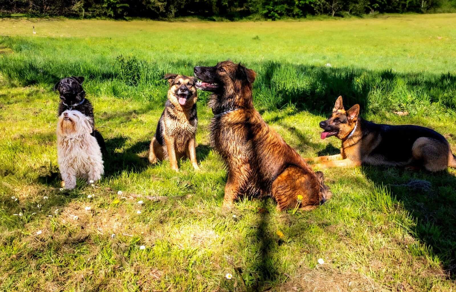 Dogs playing outdoors in a lush green park, showcasing their playful and friendly nature.