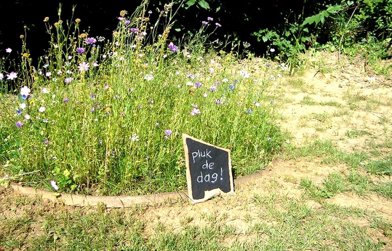 Wildflower garden with colorful blooms and a small chalkboard sign.