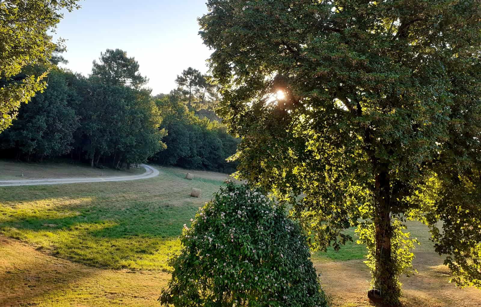 Beautiful park landscape with tall trees and green grass at sunset.